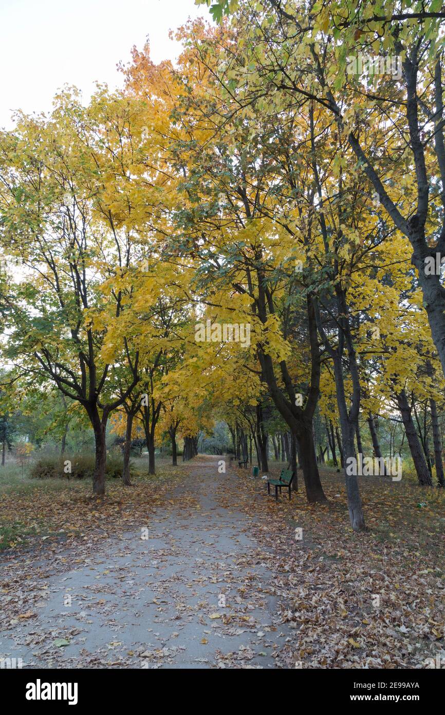 Bella vista autunnale nei parchi di Chisinau. È un'immagine molto bella. Foto Stock