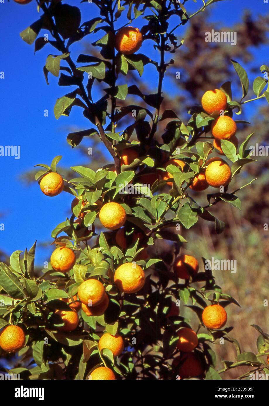 Arancio nella campagna sarda (scannerizzato da colorslide) Foto Stock