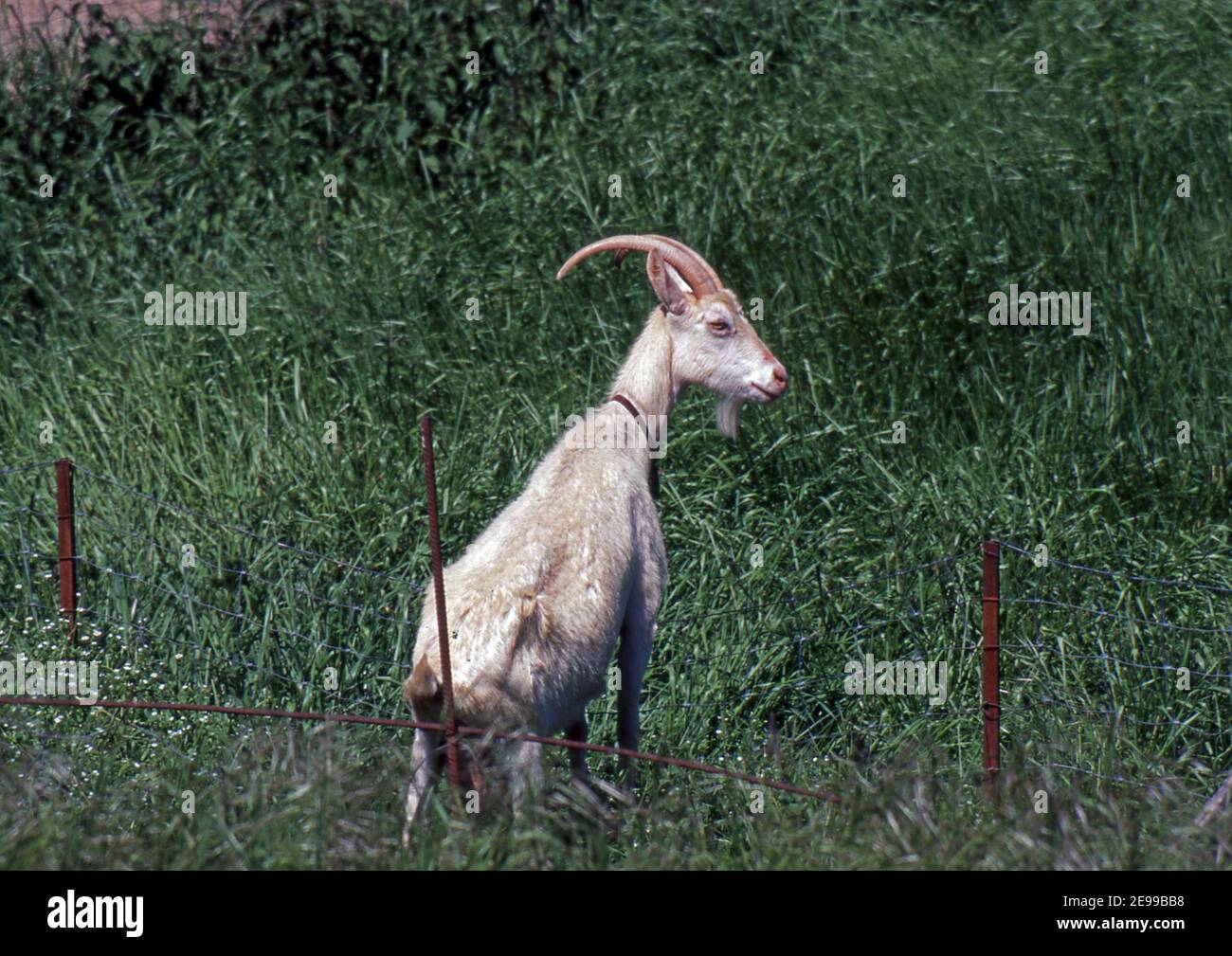 Capra nella campagna sarda (scannerizzata da Fujichrome Velvia) Foto Stock