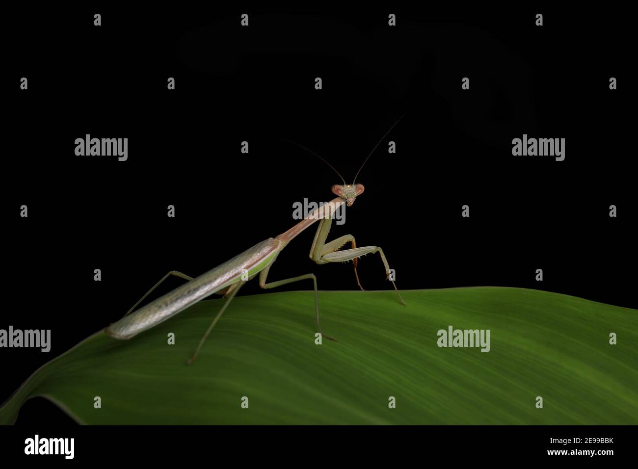 Studio fresco e pulito Foto di Mantis verdi in preghiera su sfondo nero Foto Stock
