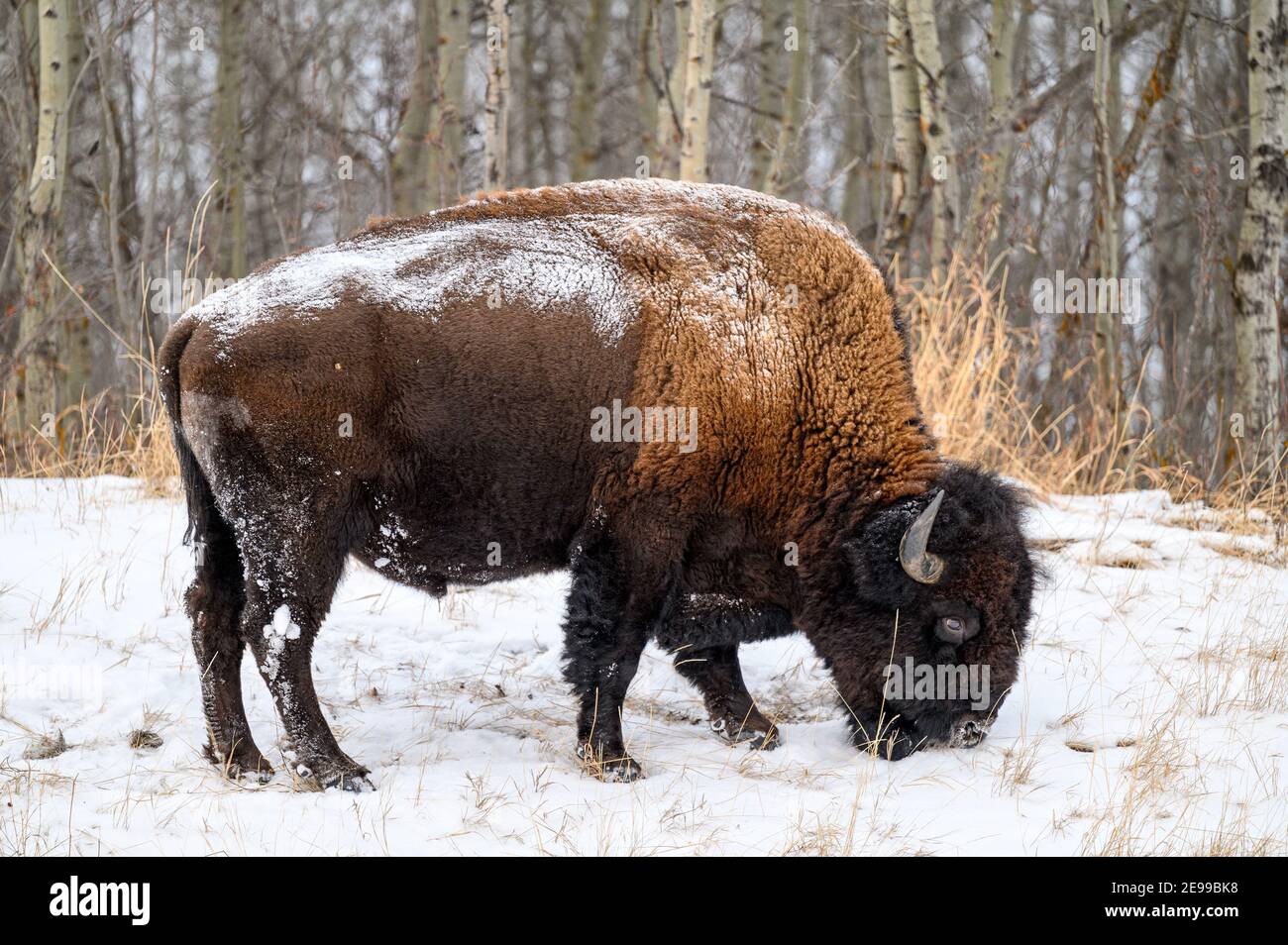 Bisonte di legno, spesso chiamato bisonte di montagna, bufali di legno o bufali di montagna che pascolano e che si aggirano nella nevicata invernale sulle pianure settentrionali, praterie Foto Stock