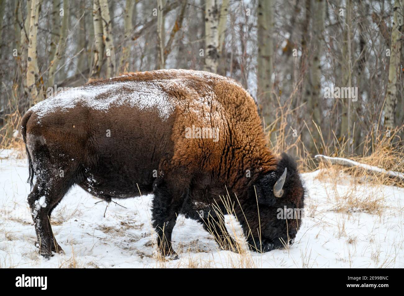 Bisonte di legno, spesso chiamato bisonte di montagna, bufali di legno o bufali di montagna che pascolano e che si aggirano nella nevicata invernale sulle pianure settentrionali, praterie Foto Stock