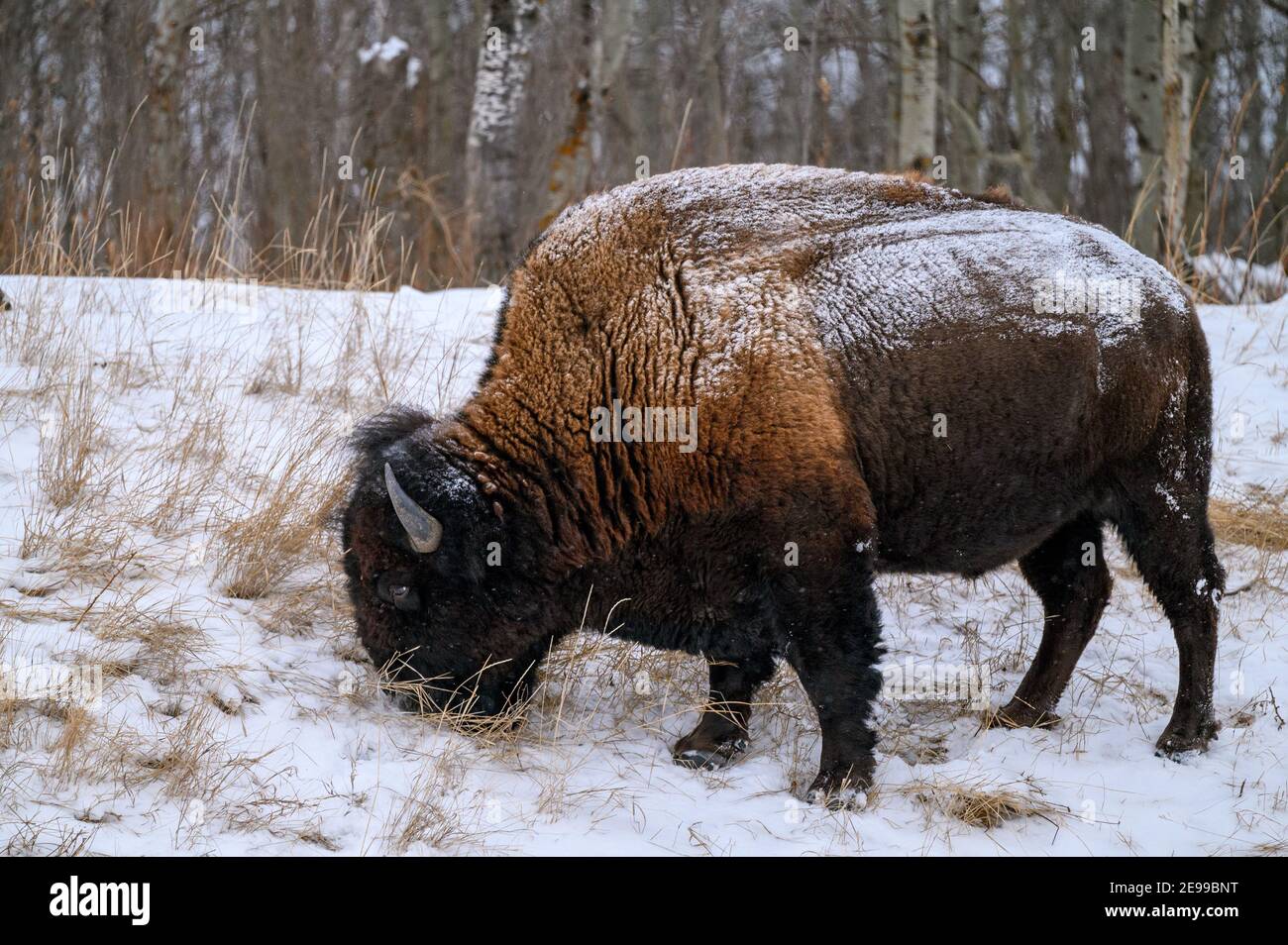 Bisonte di legno, spesso chiamato bisonte di montagna, bufali di legno o bufali di montagna che pascolano e che si aggirano nella nevicata invernale sulle pianure settentrionali, praterie Foto Stock