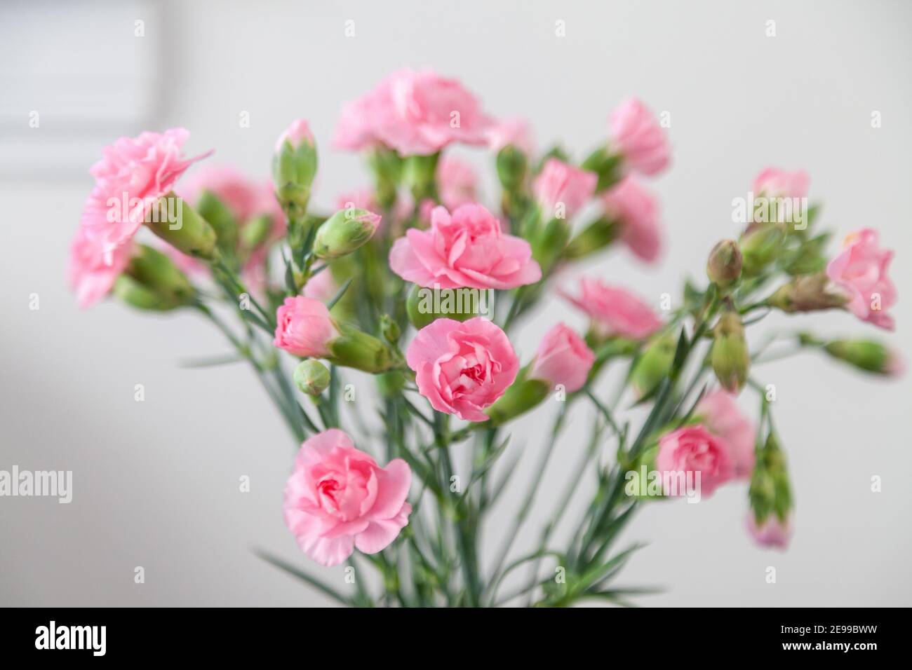 Un mazzo di garofani rosa su uno sfondo semplice Foto Stock
