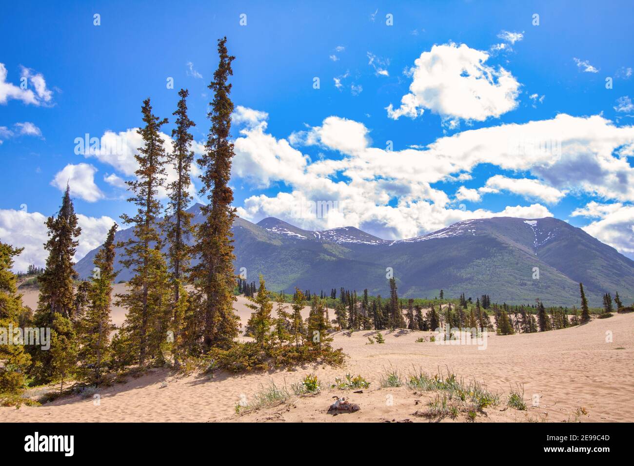 Carcross Desert a Yukon, il deserto più piccolo del mondo, anche se è in realtà il fondo di un antico lago glaciale e non un vero deserto. Photogra Foto Stock