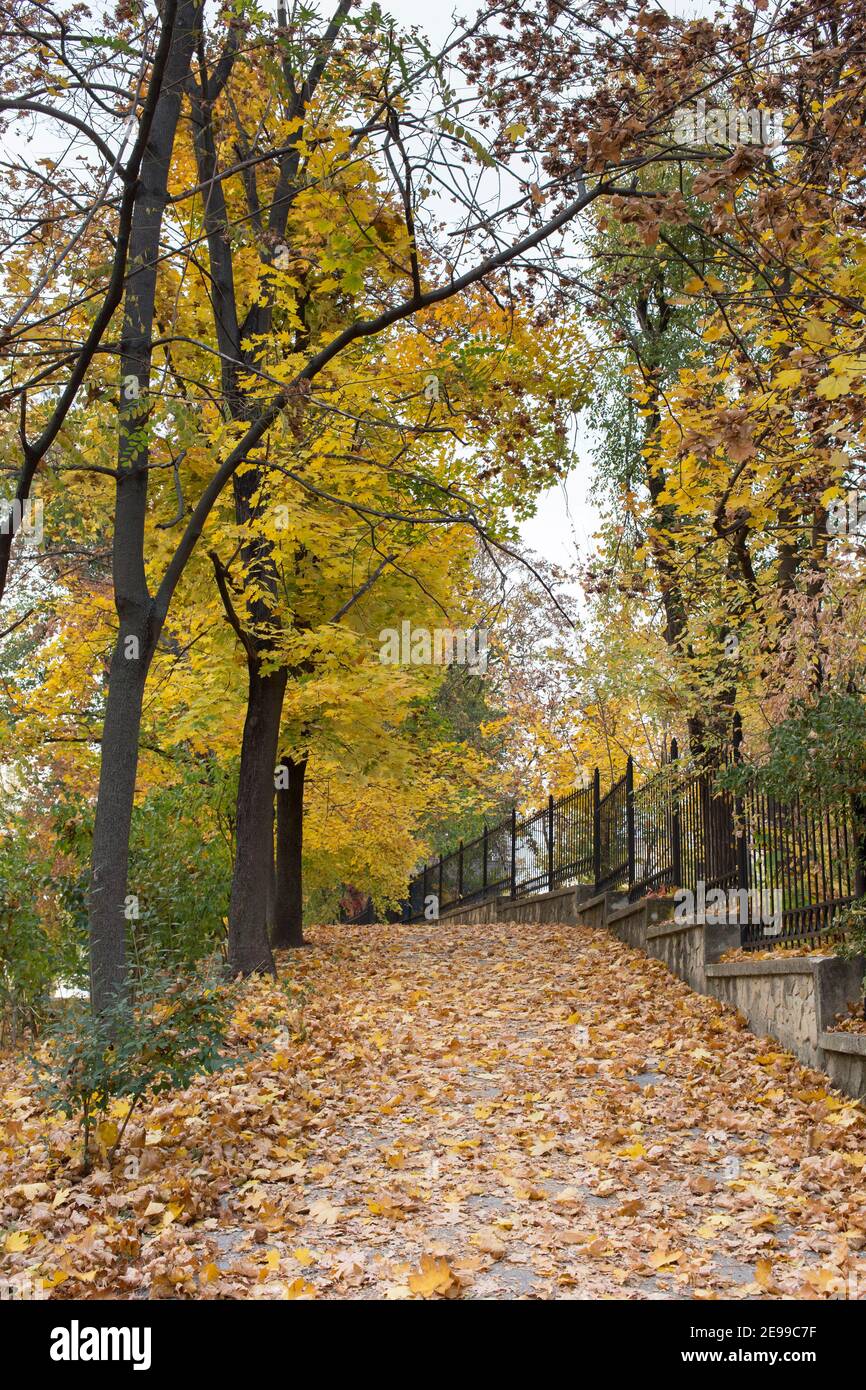 Meravigliosi giorni autunnali nel parco cittadino. Vicolo coperto di foglie che camminano lungo la recinzione metallica. Foto Stock