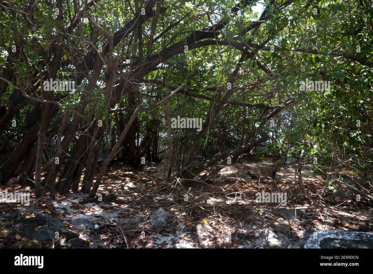 mangrovie prickly baia l'anse aux epines sud grenada isole ventose indie occidentali Foto Stock