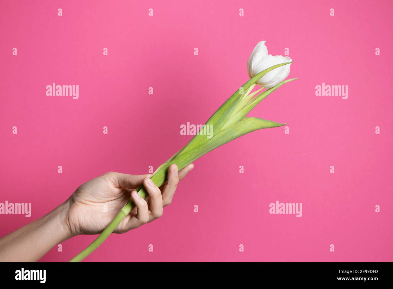 Tulipano bianco in mano femminile su sfondo rosa. Foto Stock