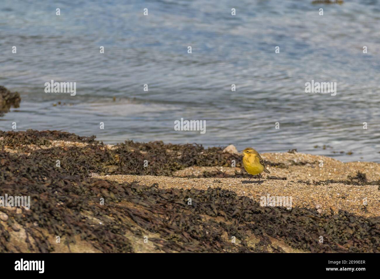uccello motacilla cinerea o wagtail grigio su rocce di mare Foto Stock