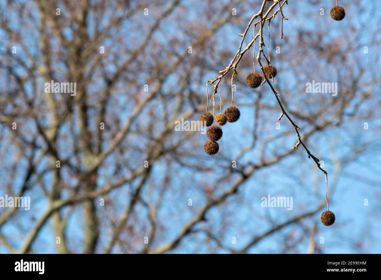 albero piano sycamore Foto Stock