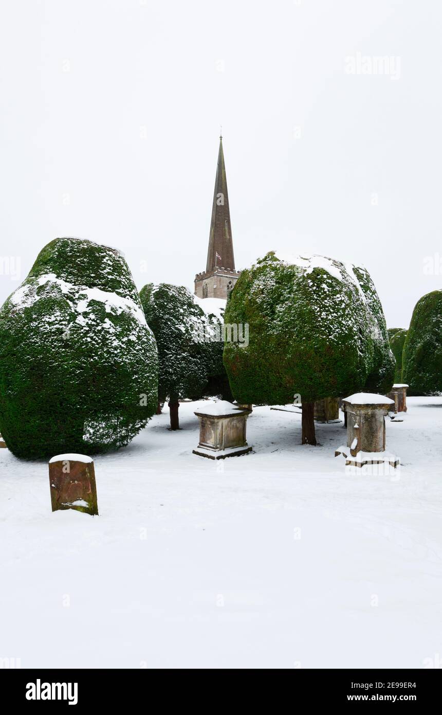 I famosi alberi di Yew alla chiesa di St Mary a Painswick. Il Cotswolds. Gloucestershire, Inghilterra, Regno Unito. Foto Stock
