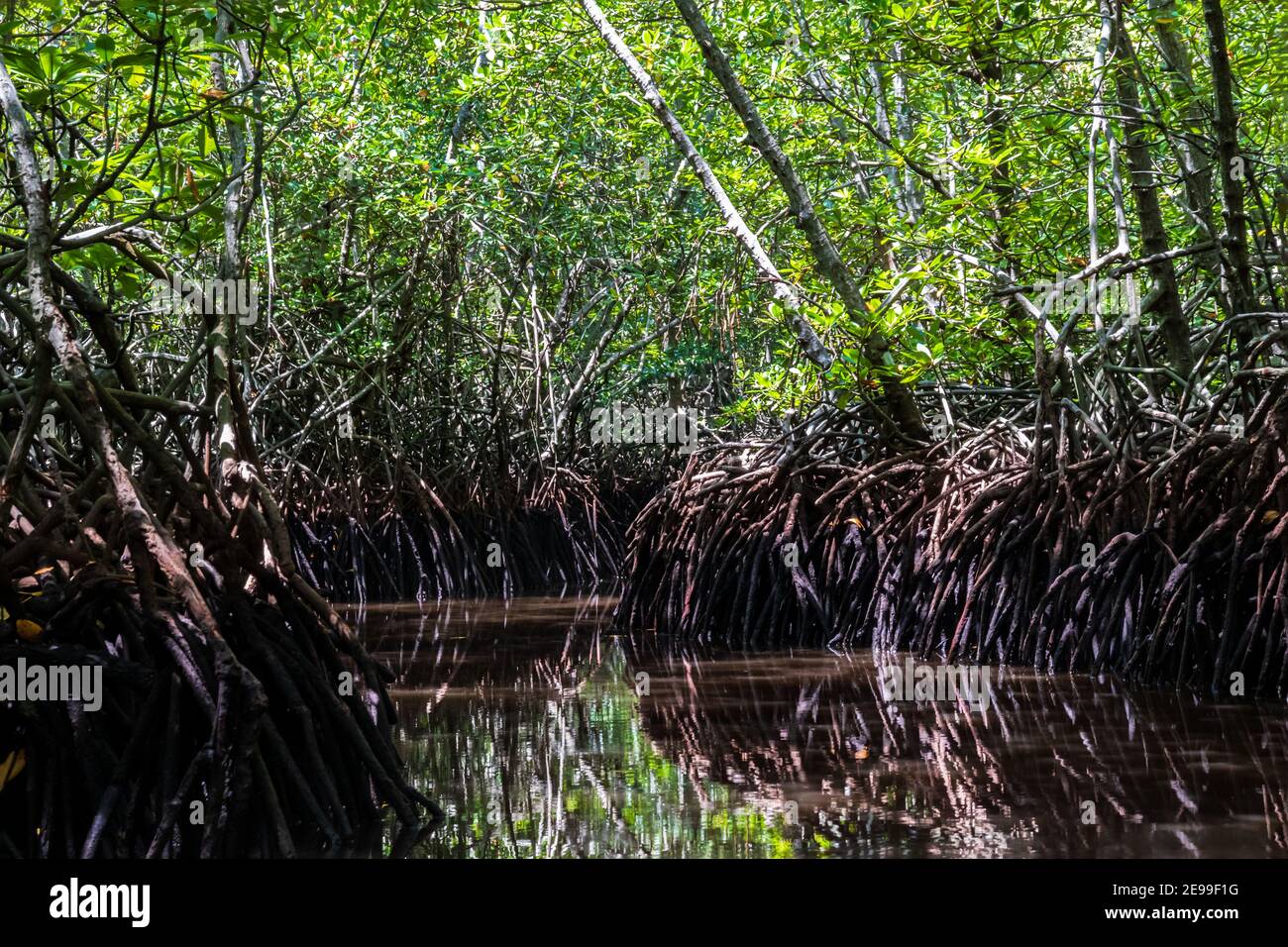 Foresta di mangrovie sull'isola di Bali, Indonesia. Le radici marroni sorgono dall'acqua, riflettendo la foresta sopra. Apri canale serpenti attraverso la giungla Foto Stock