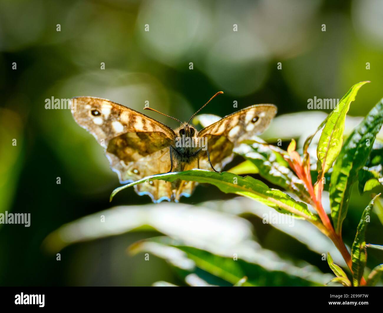 Farfalla. Vista dal sottobosco del legno puntinato (Pararge aegeria). Visto in boschi, giardini e siepi in gran parte del Regno Unito. Foto Stock
