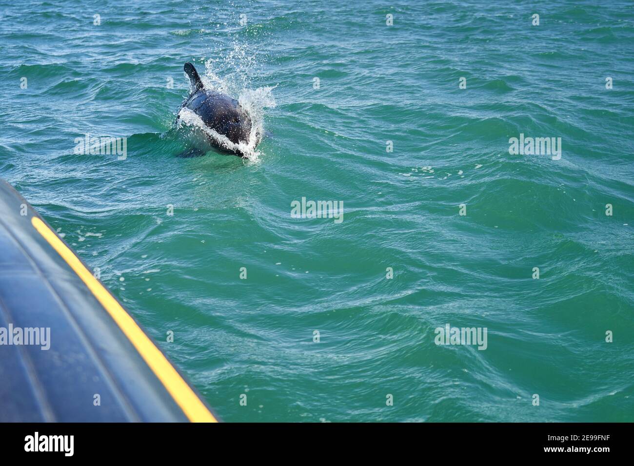Lagenorhynchus australis, i delfini di Peale nuotano nelle acque turchesi dell'oceano atlantico sulla costa della patagonia in argentina, inseguendo un nero Foto Stock
