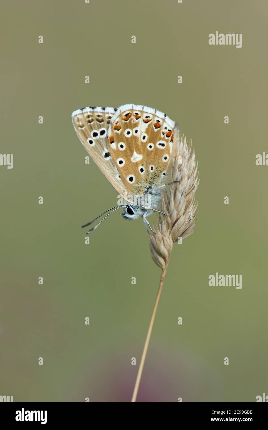 Adonis Blue Butterfly maschile, Polyommatus bellargus, a riposo su erba fusto a Lardon Chase, Berkshire, 1 agosto 2019. Foto Stock