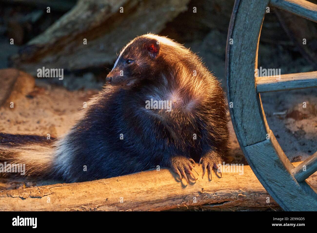 Mefitidae, skunk a righe in un casale vicino a una vecchia ruota di un carro Foto Stock