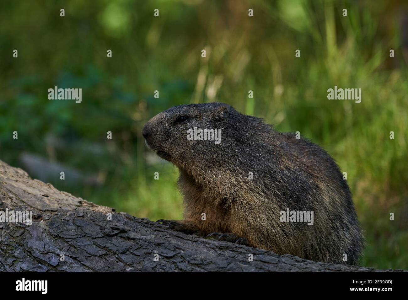 Marmota monax, Groundhog noto dal film Groundhog giorno con punxsutawney phil per le previsioni del tempo Foto Stock