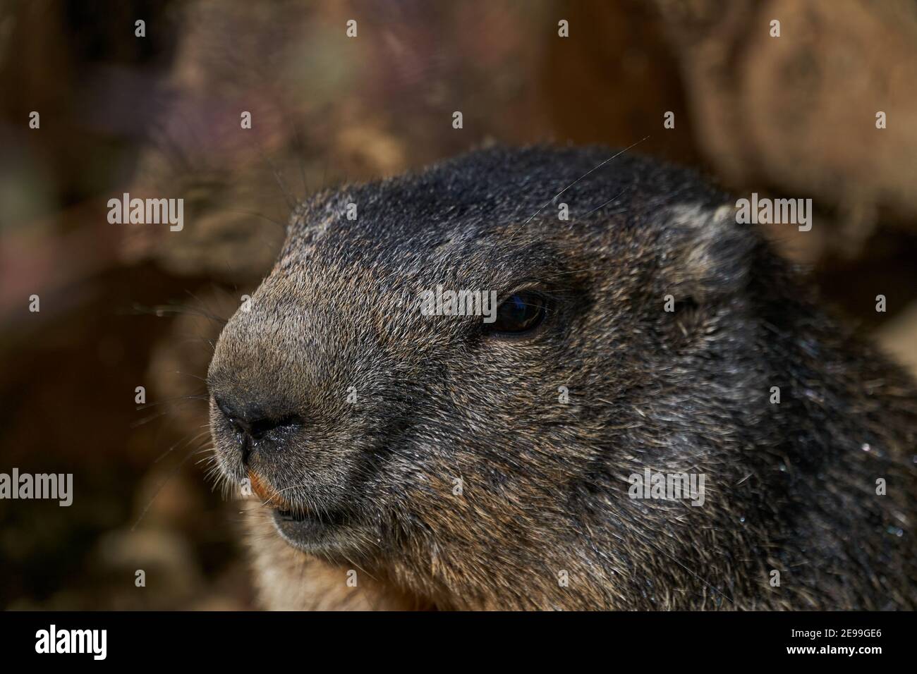 Marmota monax, Groundhog noto dal film Groundhog giorno con punxsutawney phil per le previsioni del tempo Foto Stock