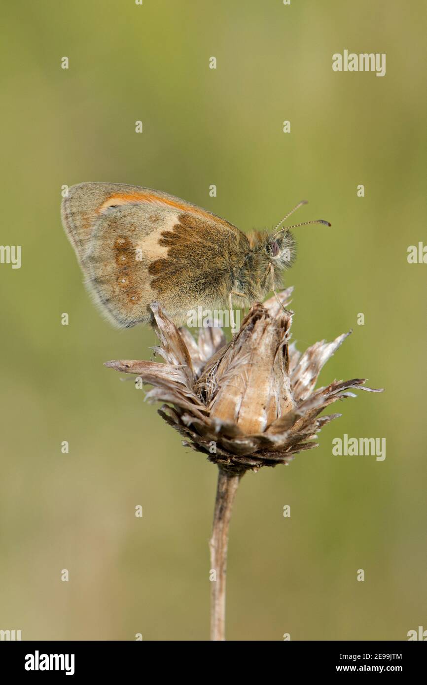 Piccola farfalla di brughiera, Coenonympha pamphilus, a riposo sulla testa di seme alla riserva naturale Seven Barrows di BBOWT, Berkshire, 21 maggio 2020. Foto Stock