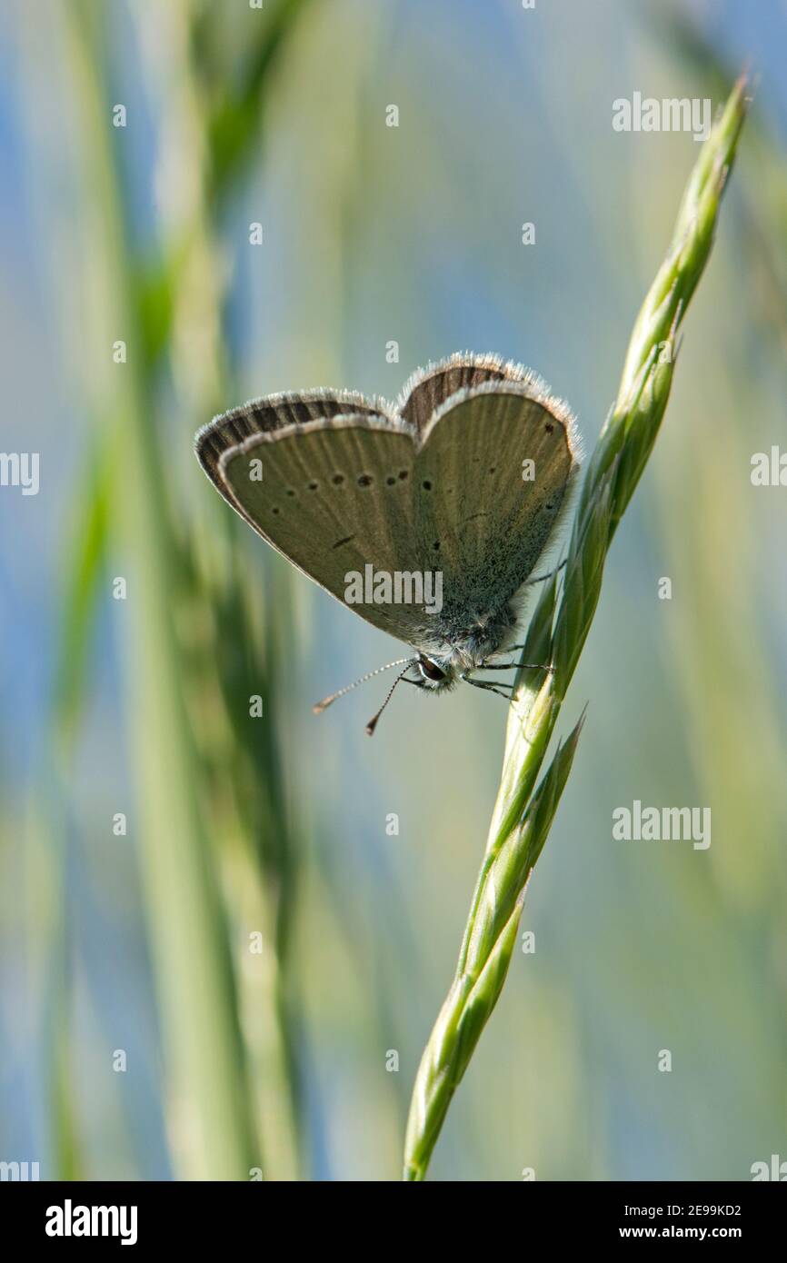 Piccola farfalla blu, Cupido minimus, a riposo sul gambo di erba alla riserva naturale Seven Barrows di BBOWT, Berkshire, 29 maggio 2020. Foto Stock