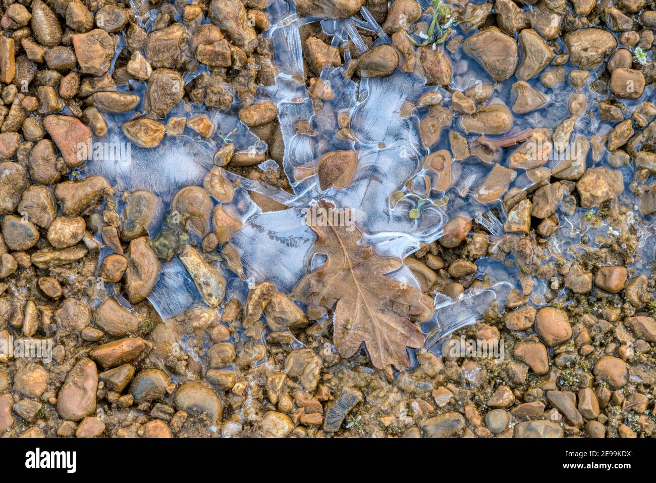 Una foglia di quercia e ghiaccio fessurato su ghiaia in inverno. Foto Stock