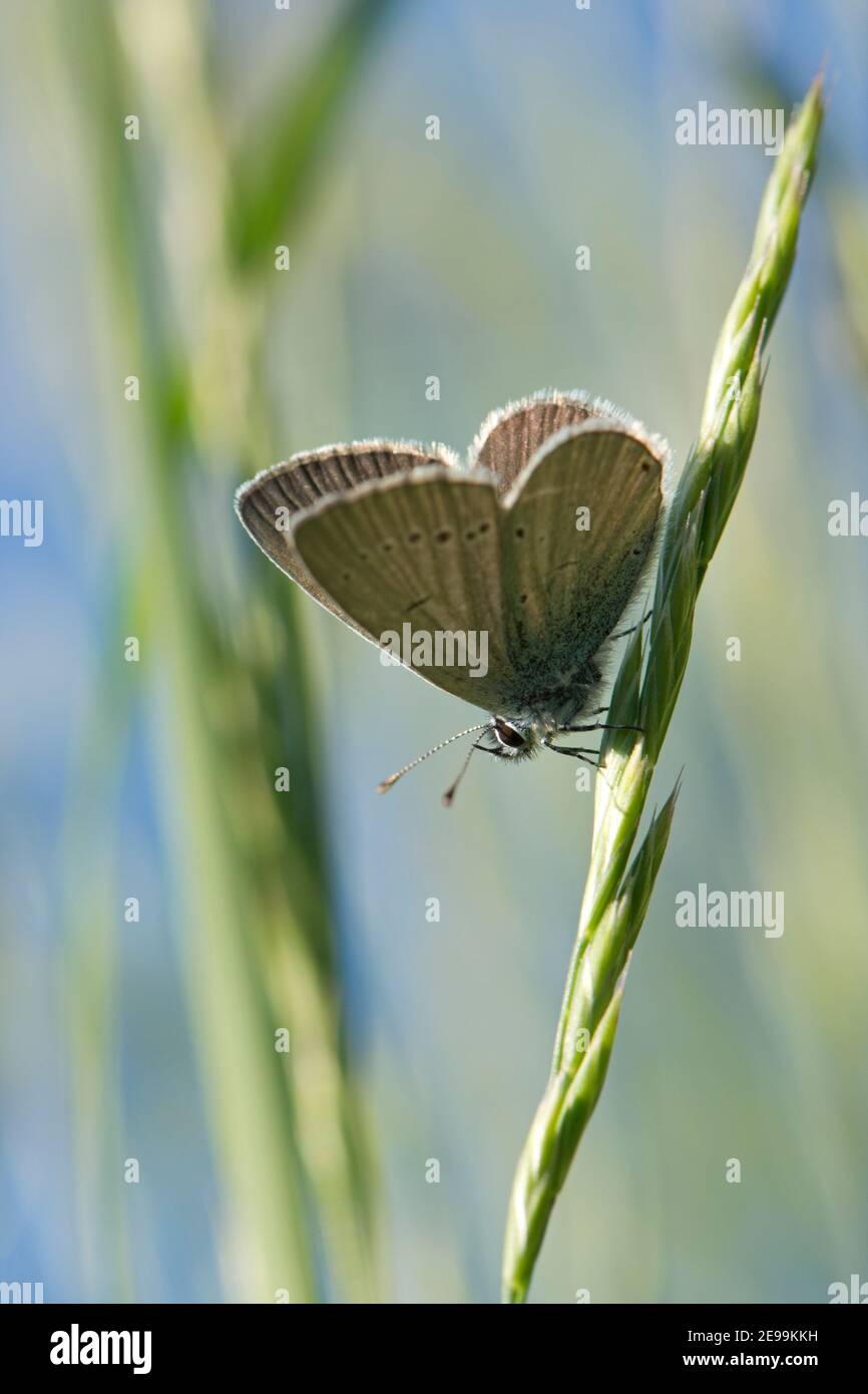 Piccola farfalla blu, Cupido minimus, a riposo sul gambo di erba alla riserva naturale Seven Barrows di BBOWT, Berkshire, 29 maggio 2020. Foto Stock