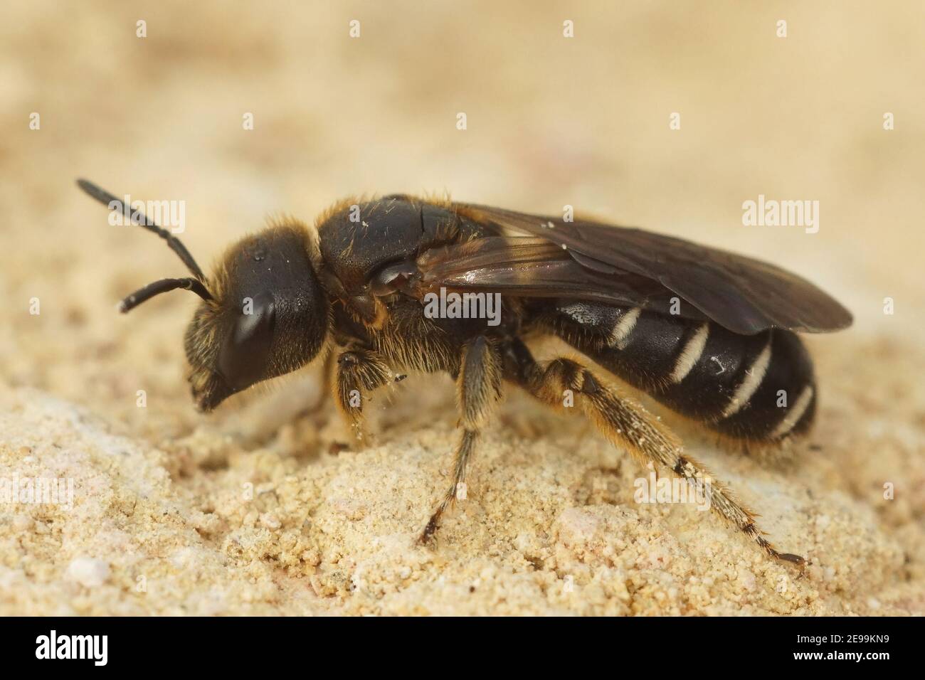 Primo piano di una femmina delle api di solco di colore scuro, Halictus maculatus Foto Stock