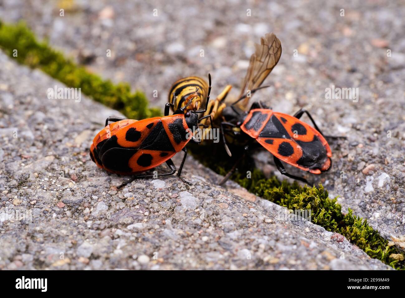 Vespula germanica, vespa europea, vespa tedesca, o giallino tedesco è mangiato da un Pyrhocoris Apterus, firebug, rosso firebug, tiglio, sap succhiare, re Foto Stock