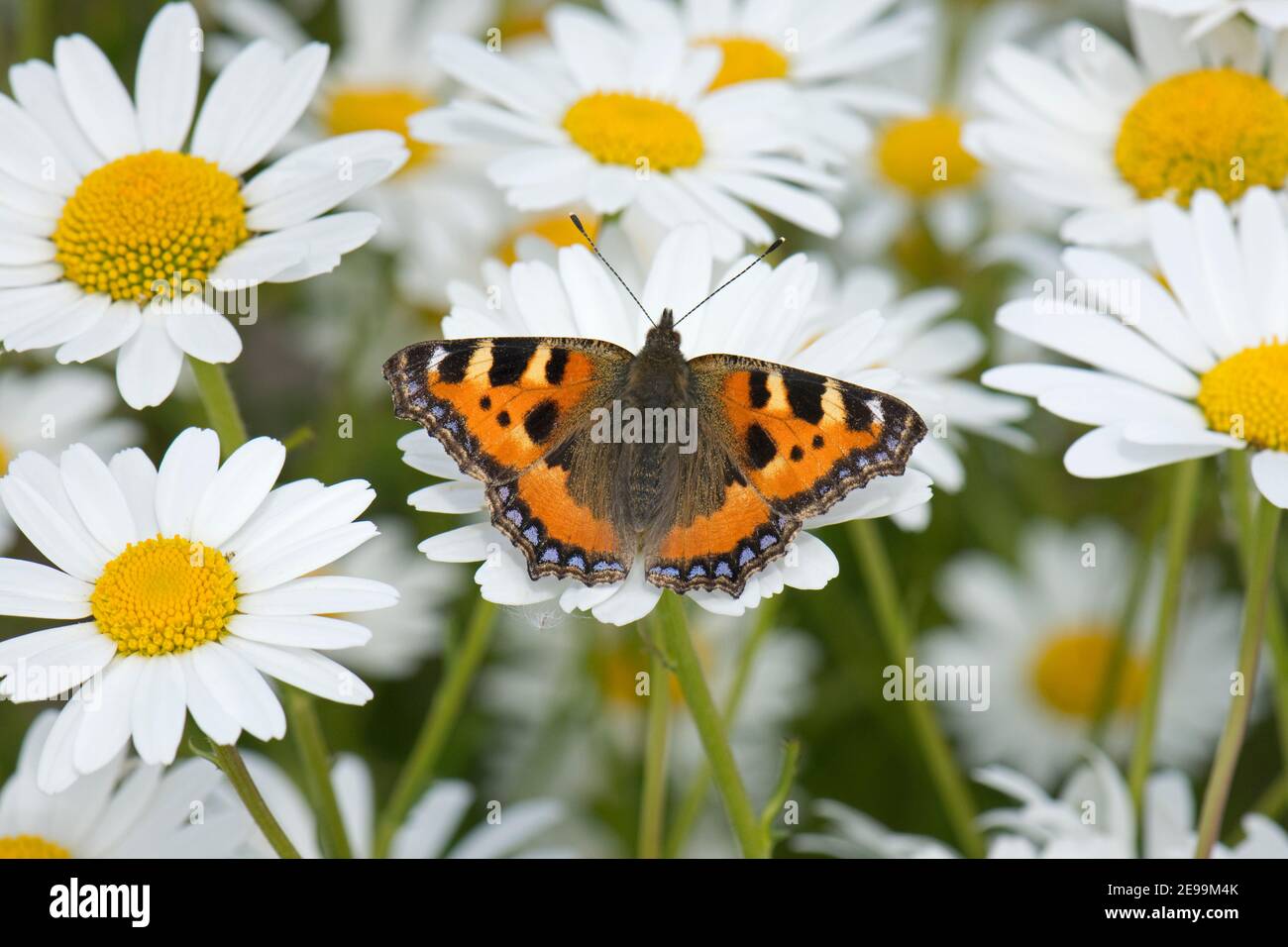 Small Tortoiseshell Butterfly, Aglais orticae, Nectering on Oxeye Daisy flower, Leucanthemum vulgare, Harwell, Oxfordshire, 9 giugno 2020. Foto Stock
