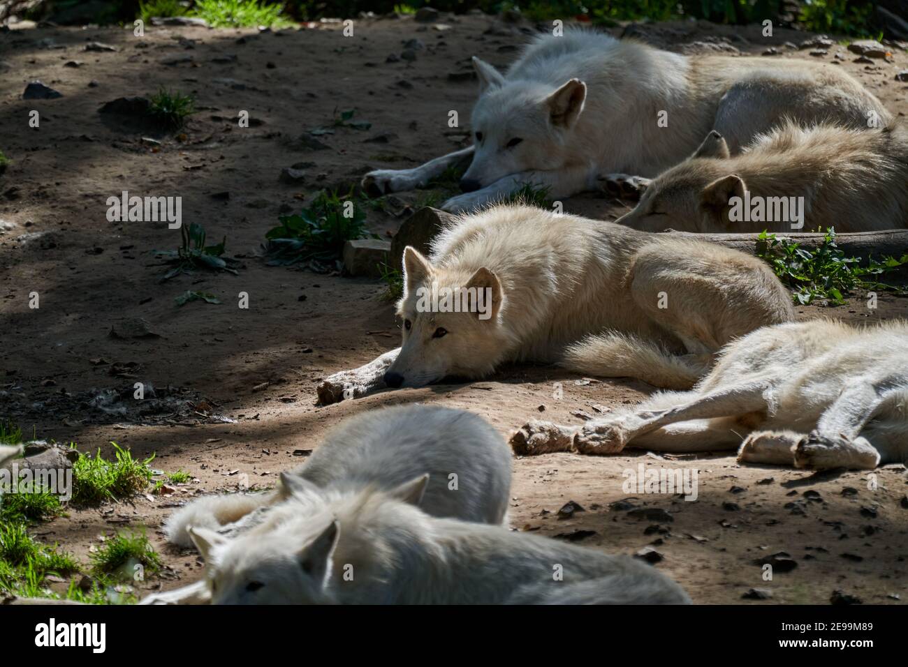 Wolf pack di grandi e bianchi Hudson Bay Wolf, vive nell'Artico e sulla costa nord-occidentale di Hudson Bay in Canada, Nord America. Canis lupus huds Foto Stock
