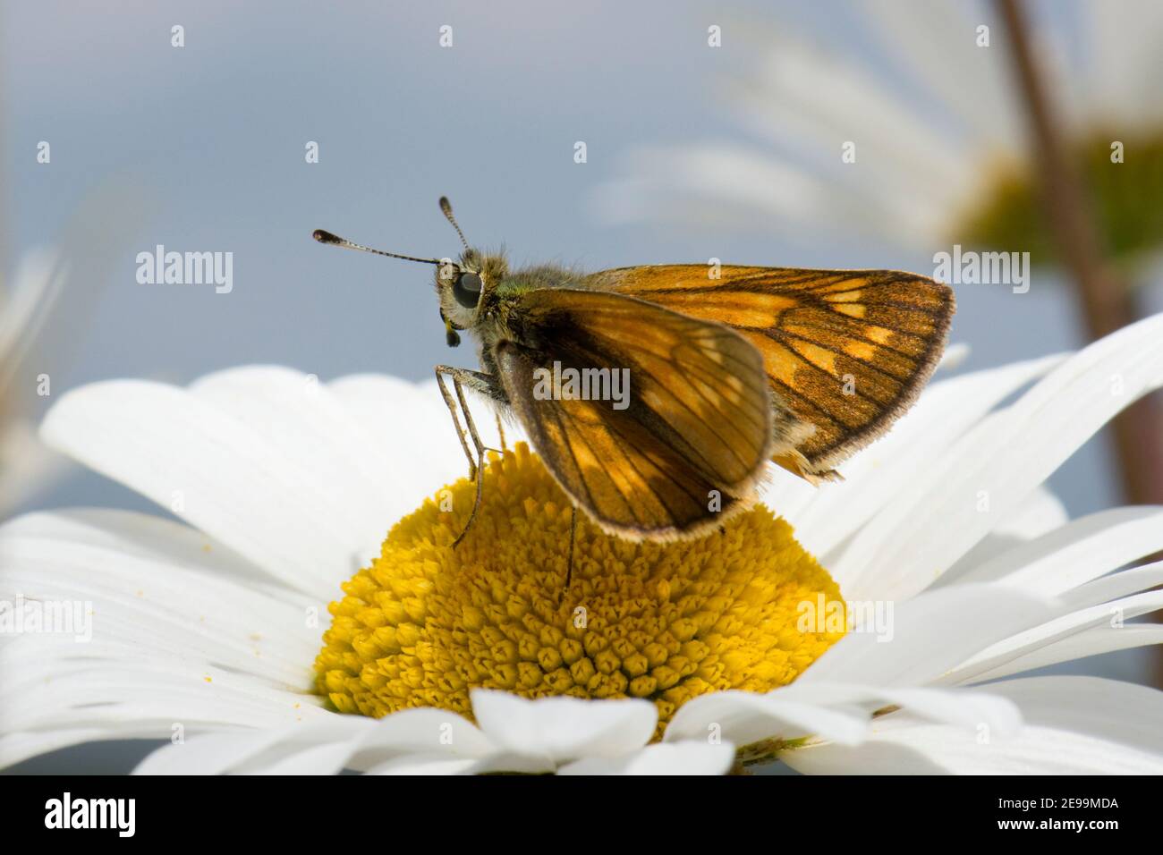 Grande Skipper Butterfly, Ochlodes sylvanus, che si nutre di Oxeye Daisy flower a Harwell, Oxfordshire, 9 giugno 2020. Foto Stock