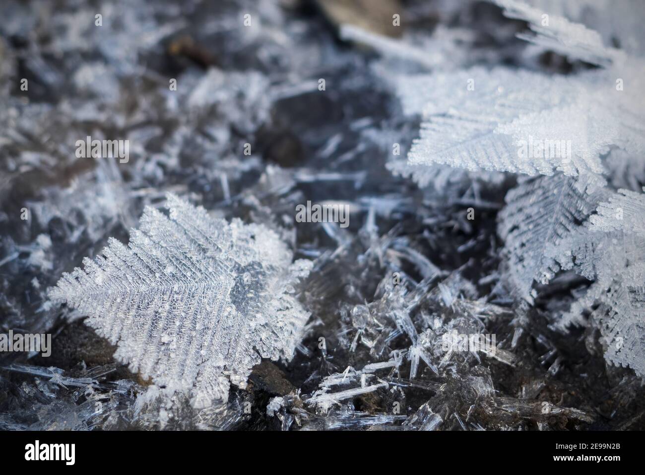 Primo piano di dendrite di cristallo, fiocco di neve di forma arborea multirramificata. Vista macro natura invernale, messa a fuoco selettiva Foto Stock
