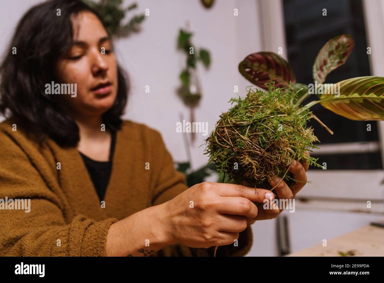 primo piano di donna fatta in casa che crea kokedama , decorazione giapponese fai da te con piante e muschio mentre a casa durante il blocco di restrizioni covid Foto Stock