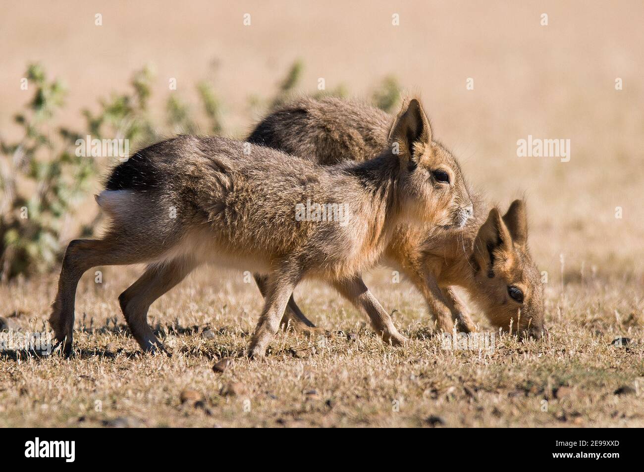 Patagonia cavi, Dolichotis patagonum, Penisola Valdes, Patrimonio dell'Umanità dell'UNESCO, Provincia di Chubut, Patagonia , Argentina. Foto Stock