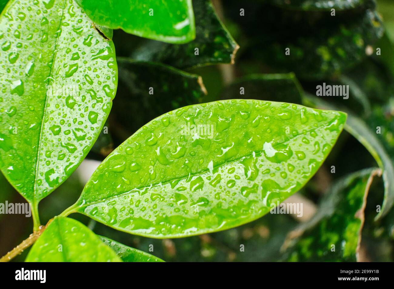 Piccole foglie verde chiaro con gocce d'acqua, dopo la pioggia. Immagine di primo piano con spazio per la copia. Foto Stock