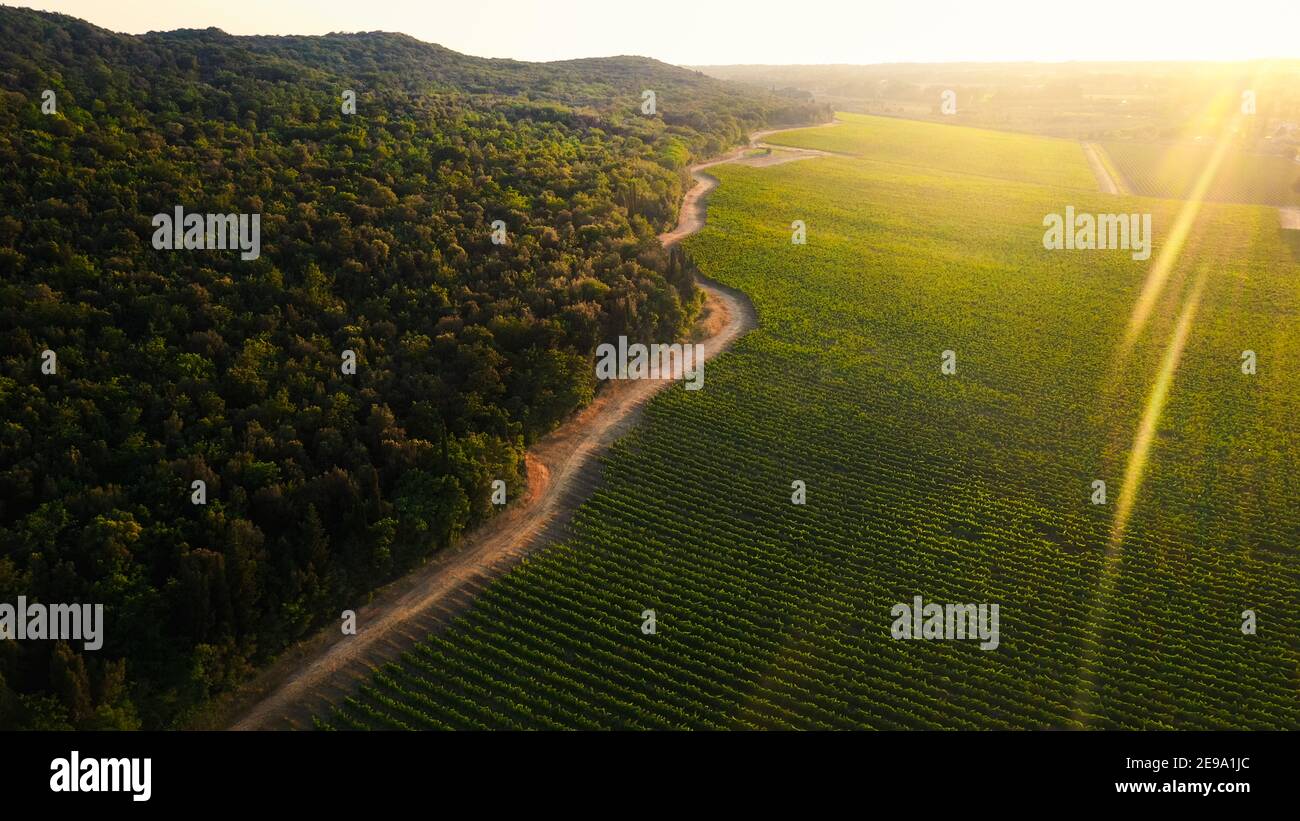 Tiro del drone aereo: Belle piantagioni agricole che confinano con foreste selvatiche. Agricoltura campi di ortaggi, vigneti. Massiccia scala industriale Foto Stock