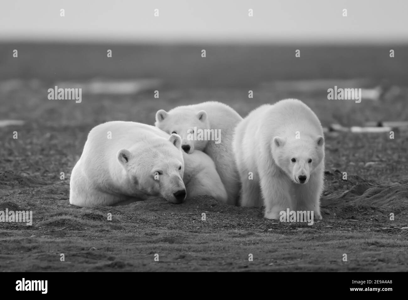 Cuccioli orsi polari Foto e Immagini Stock in Bianco e Nero - Alamy