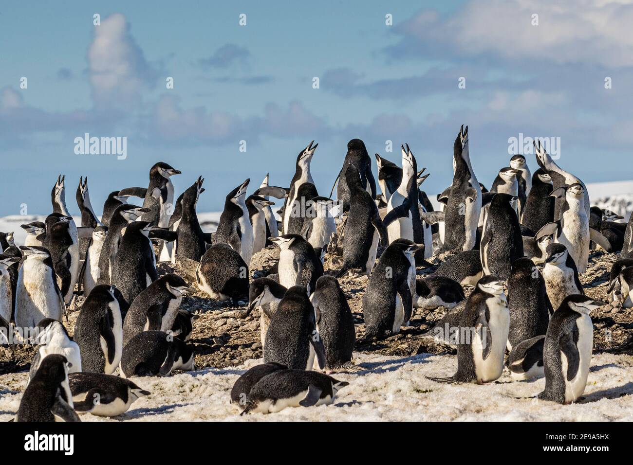 Chinstrap pinguino, Pigoscelis antarcticus, colonia di riproduzione sull'isola di Barrientos, Aitko Island Group, Antartide. Foto Stock