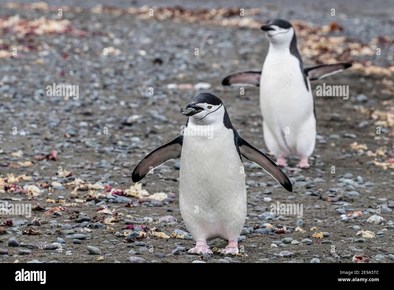Chinstrap pinguino, Pigoscelis antarcticus, che porta una roccia a colonia di riproduzione sull'isola di Barrientos, Antartide. Foto Stock