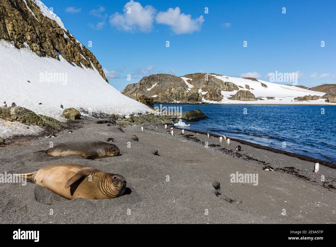 Le foche dell'elefante del sud, Mirounga leonina, trasportate fuori sulla spiaggia, isola di Barrientos, Antartide. Foto Stock