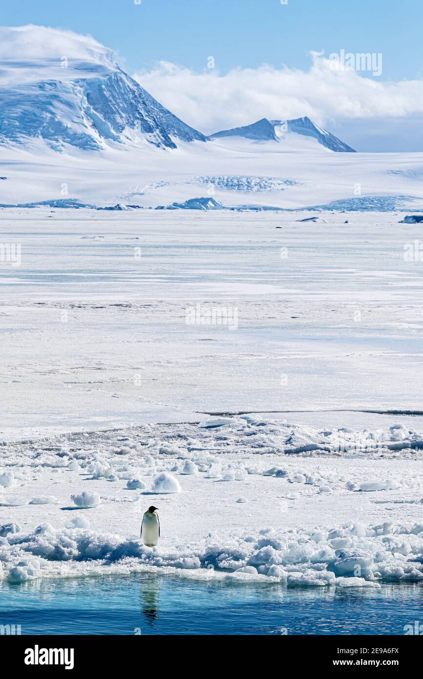 Il pinguino imperatore, Aptenodytes forsteri, ha trasportato fuori su ghiaccio di mare nella baia di Duse, mare di Weddell, Antartide. Foto Stock