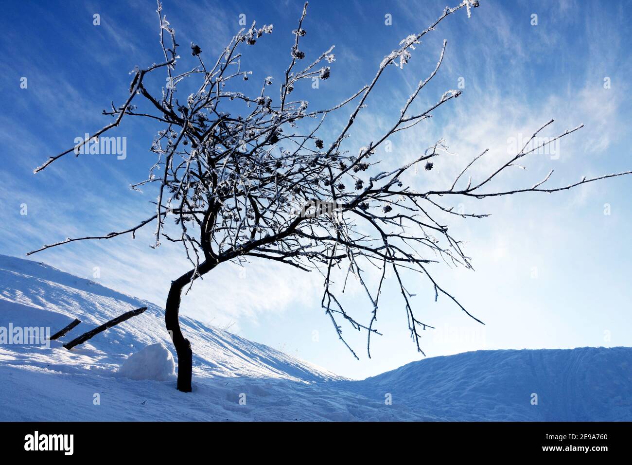 Piccolo albero nella deriva di neve, brina di ruggito, neve e cielo Foto Stock