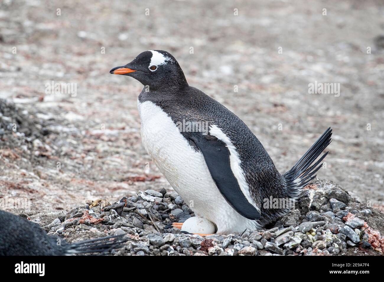 Pinguino di Gentoo, Pigoscelis papua, sulle uova alla colonia di riproduzione sull'isola di Barrientos, Antartide. Foto Stock