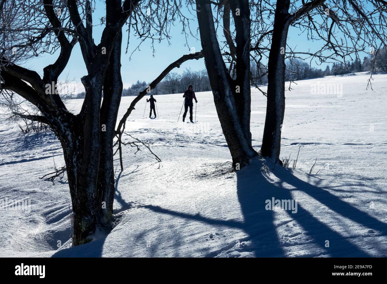 Sci di fondo scenario invernale in neve paesaggio, alberi ombre Foto Stock