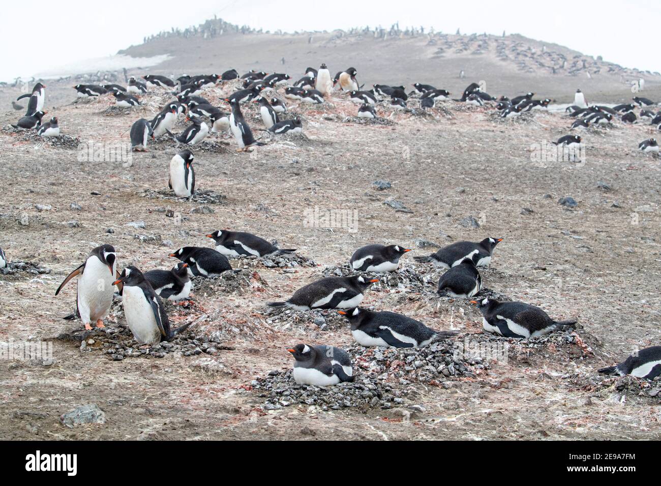 Pinguini Gentoo, Pigoschelis papua, a colonia di riproduzione sull'isola di Barrientos, Antartide. Foto Stock