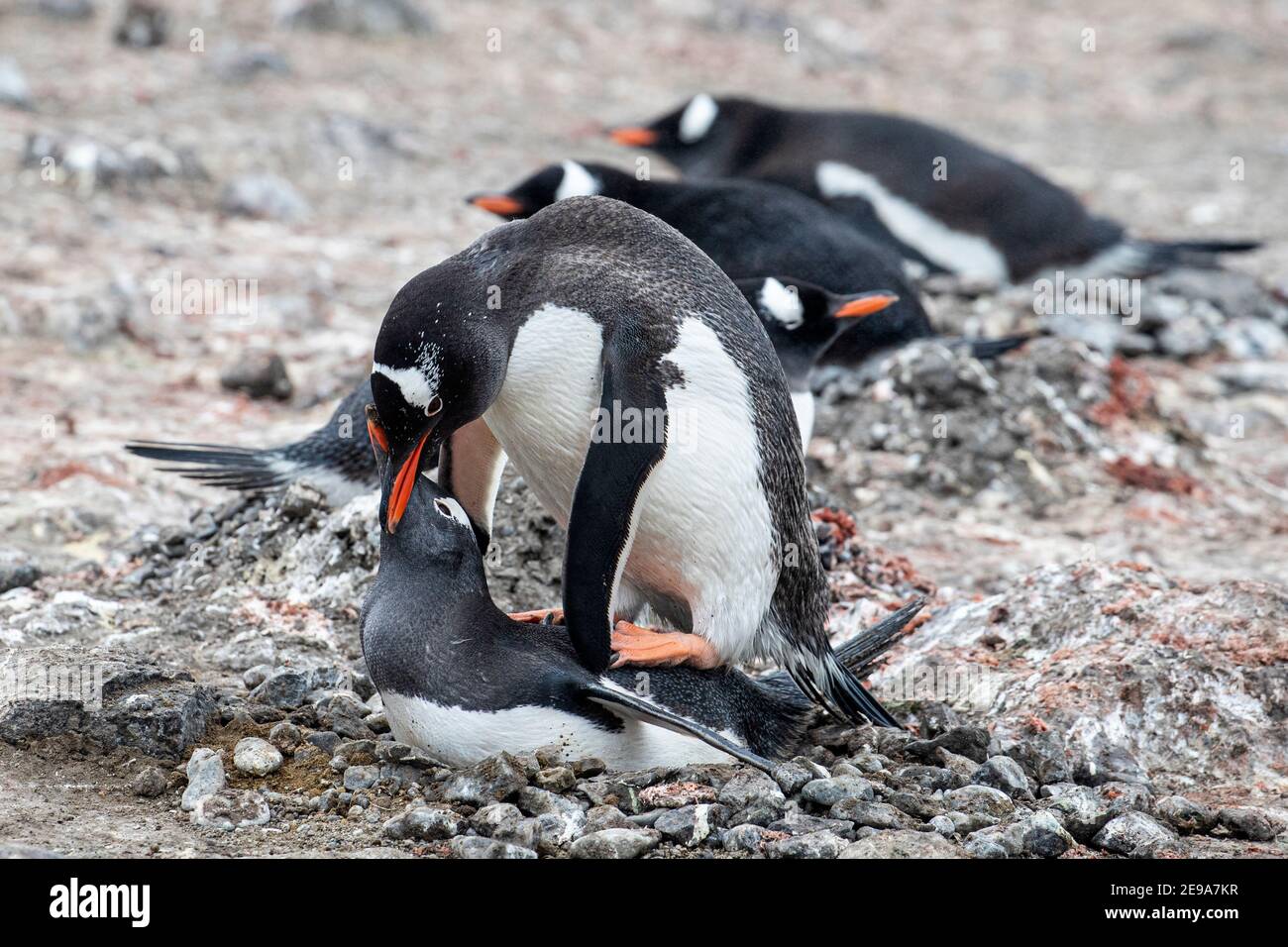 Pinguini Gentoo, Pigoschelis papua, che si accoppiano alla colonia di riproduzione sull'isola di Barrientos, Antartide. Foto Stock