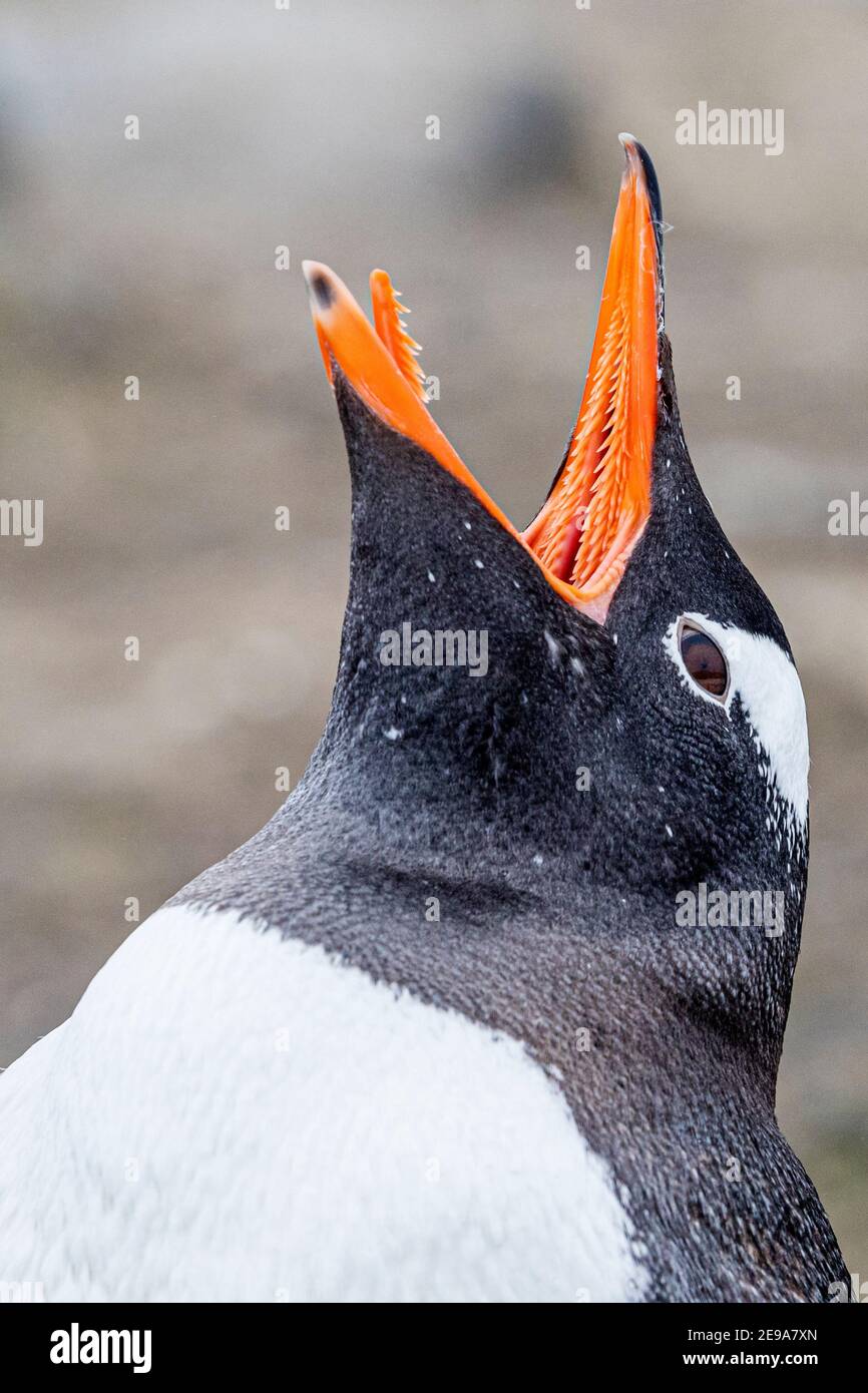 Pinguino di Gentoo, Pigoscelis papua, presso la colonia di riproduzione sull'isola di Barrientos, Antartide. Foto Stock