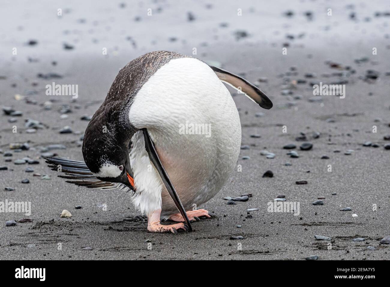 Pinguino di Gentoo, Pigoscelis papua, che predica le sue piume alla colonia di riproduzione sull'isola di Barrientos, Antartide. Foto Stock