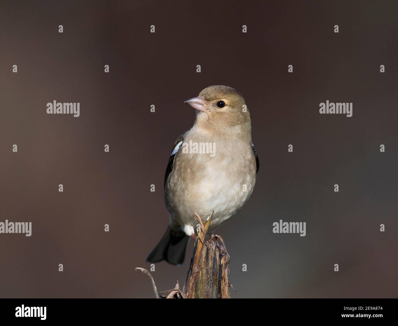 Femmina comune Chaffinch (Fringilla coelebs) seduta su un ramo nella foresta, Scottish Highlands, Regno Unito Foto Stock
