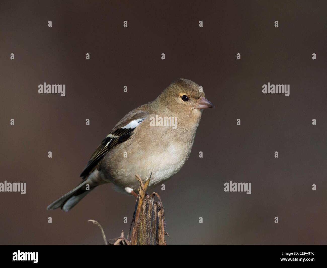 Femmina comune Chaffinch (Fringilla coelebs) seduta su un ramo nella foresta, Scottish Highlands, Regno Unito Foto Stock